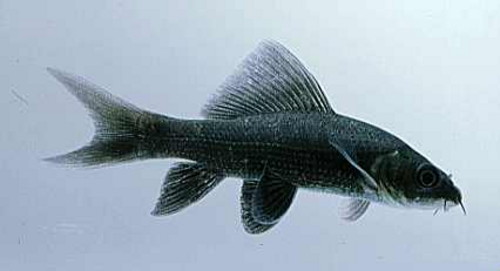 лабео черный или черный морулис (Labeo chrysophekadion, Marulius chrysophekadion, Black shark) 