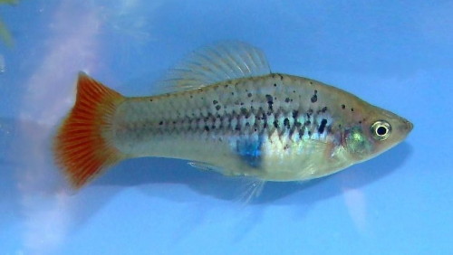 пецилия многоцветная или многоцветная платипецилия (Xiphophorus variatus)