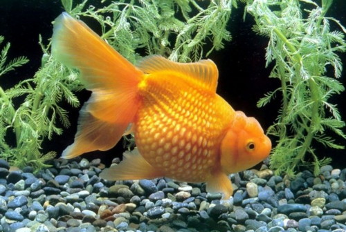 Золотая рыбка – Жемчужинка 