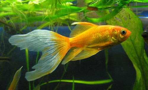 Золотая рыбка – Комета