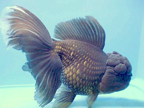 Золотая рыбка - помпон