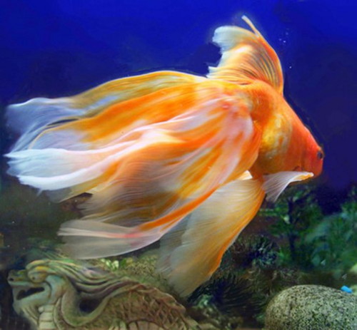 Золотая рыбка – Вуалехвост 