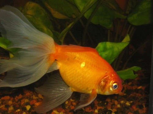 Золотая рыбка – Вуалехвост 