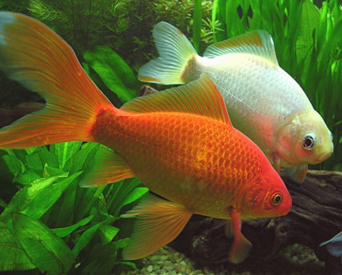 золотая рыбка (Carassius auratus) 