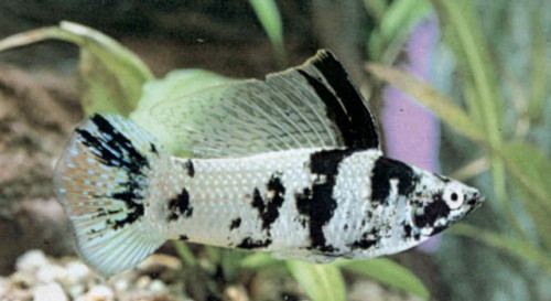 моллинезия латипина, пецилия широкоплавничная, шарфовая пицилия (Mollienesia latipinna, Poecilia Latipinna)