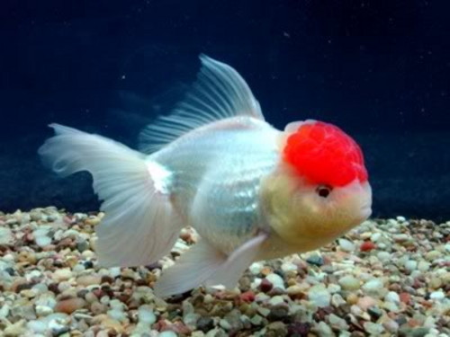Золотая рыбка - Оранда Красная шапочка / Tancho Oranda