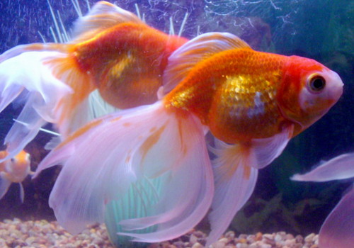 золотая рыбка (Carassius auratus) 