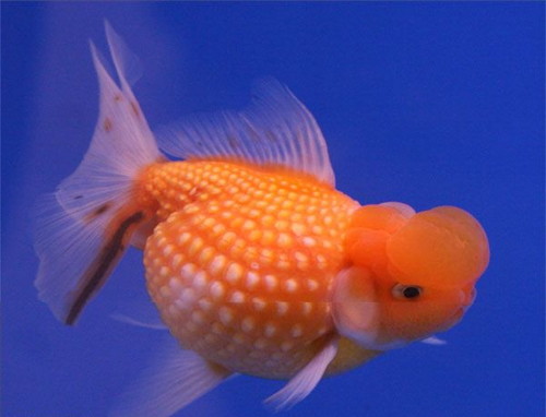 Золотая рыбка – Жемчужинка