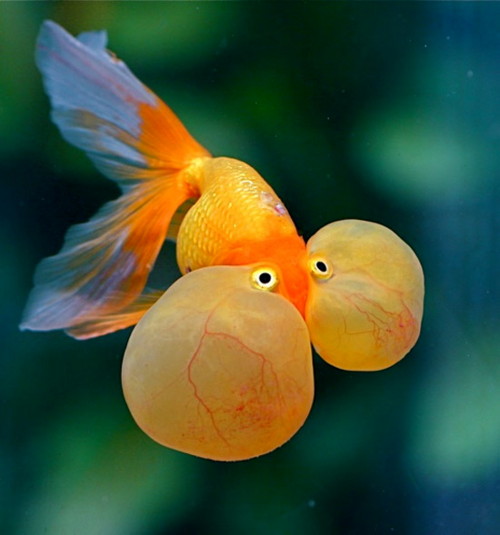 Золотая рыбка - водяные глазки