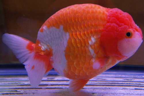Золотая рыбка – Львиноголовка